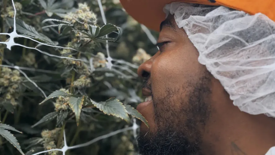 Cookies Dispensary Missouri